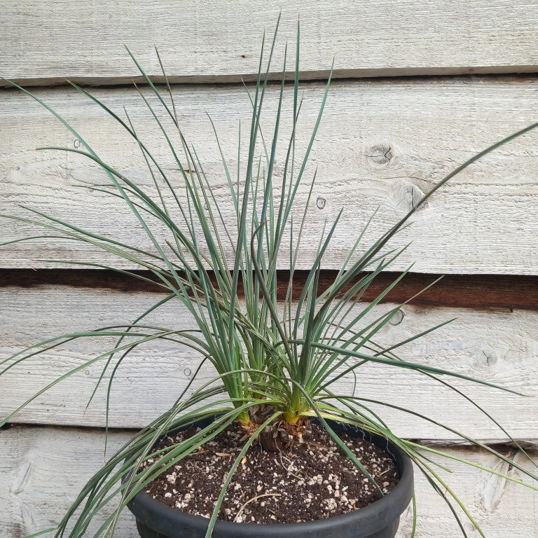 Yucca hybrid: (glauca x flaccida) x glauca grandis
