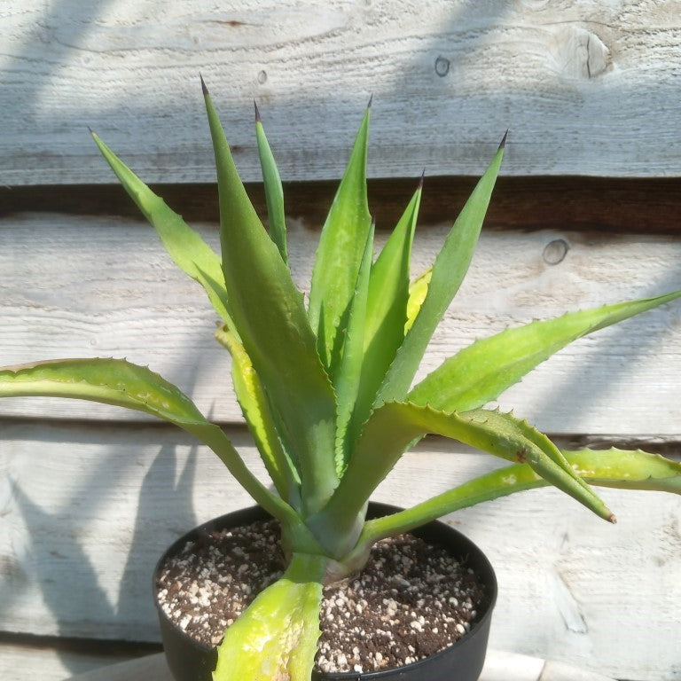 Agave fourcroydes