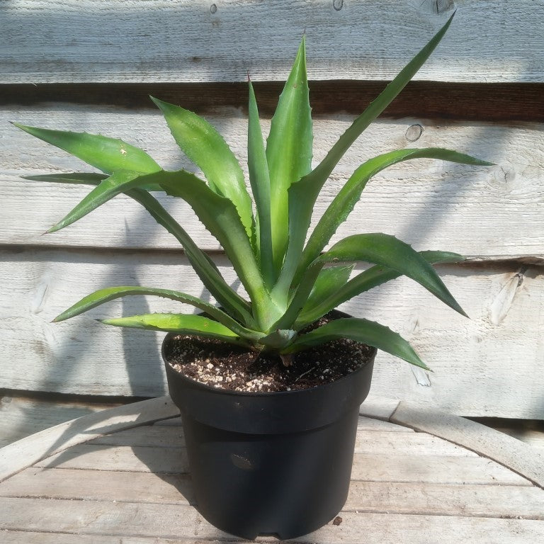 Agave fourcroydes