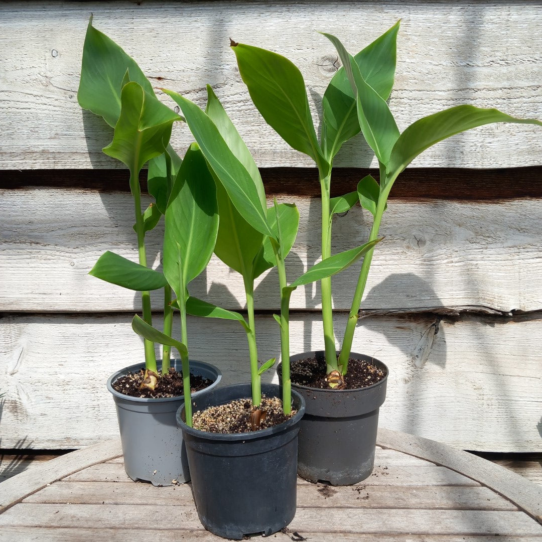 Canna tuerckheimii, 2-3 plants per pot, pot Ø 14 cm