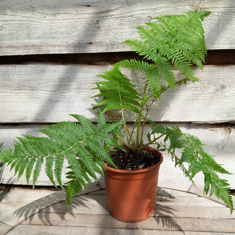 Cyathea cooperi, pot 17 cm