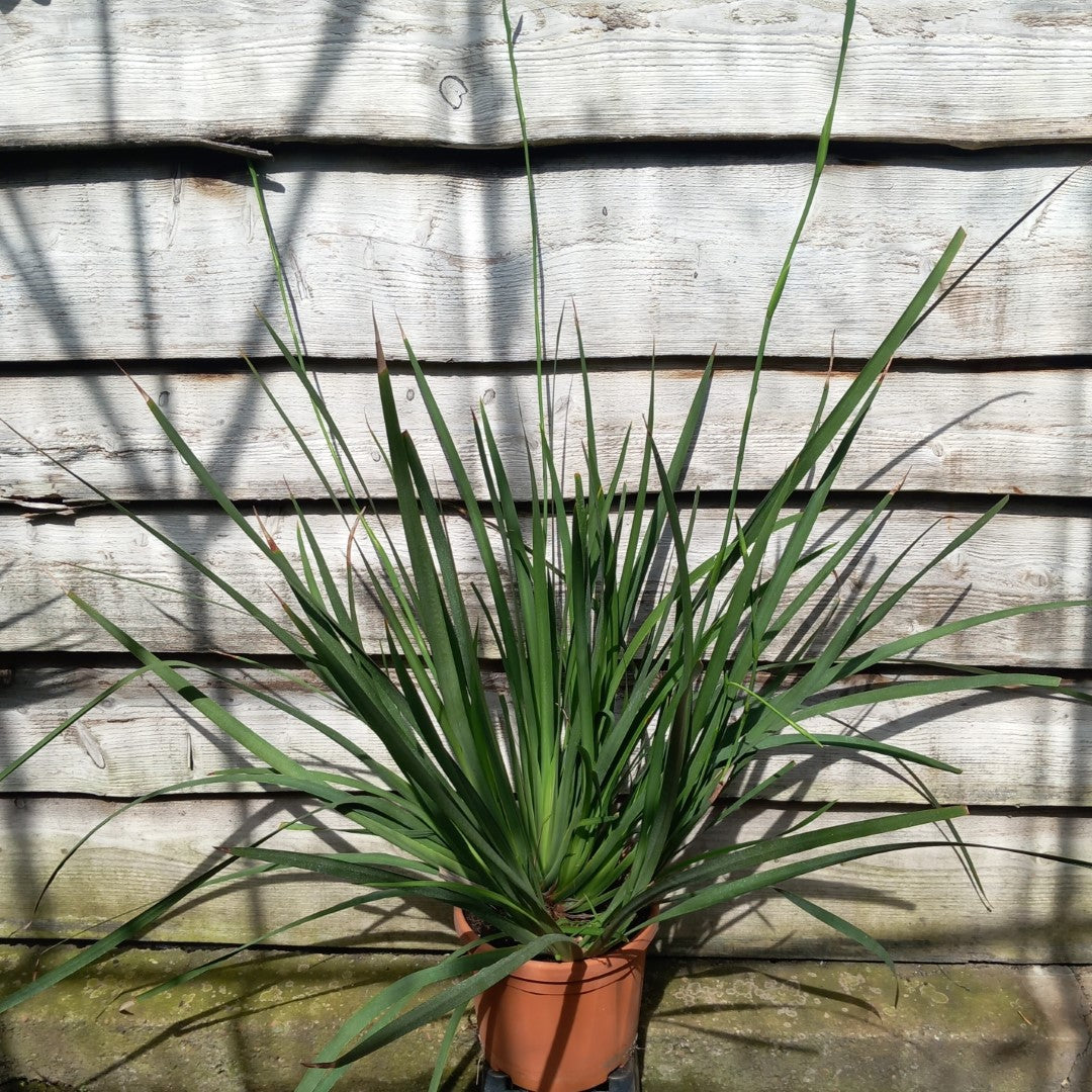 Dietes grandiflora XXL, total 120 cm, pot Ø 23 cm
