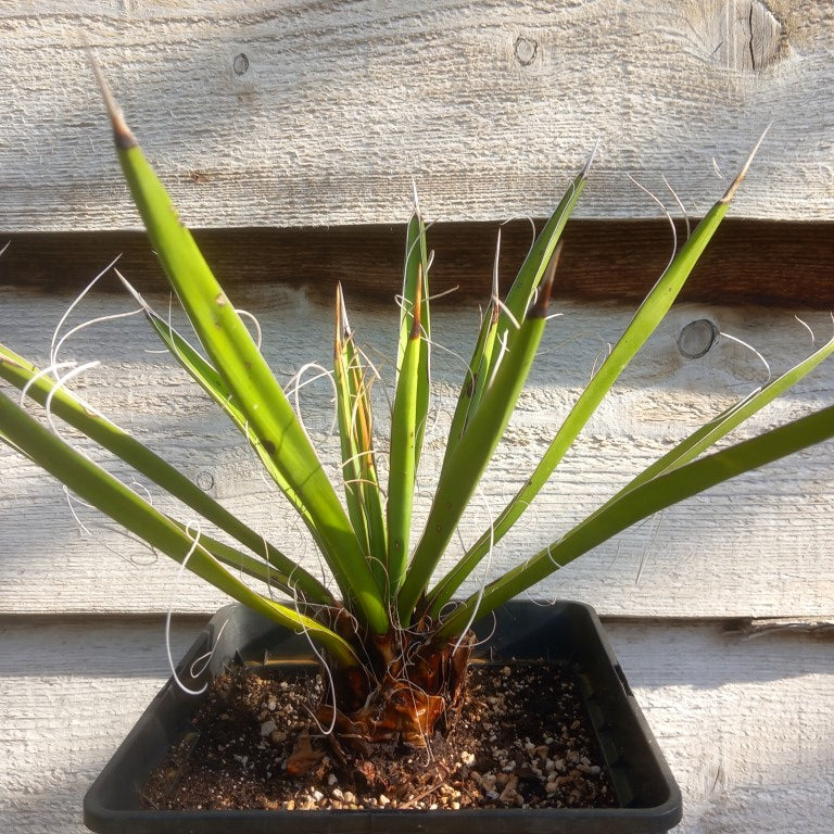 Yucca carnerosana