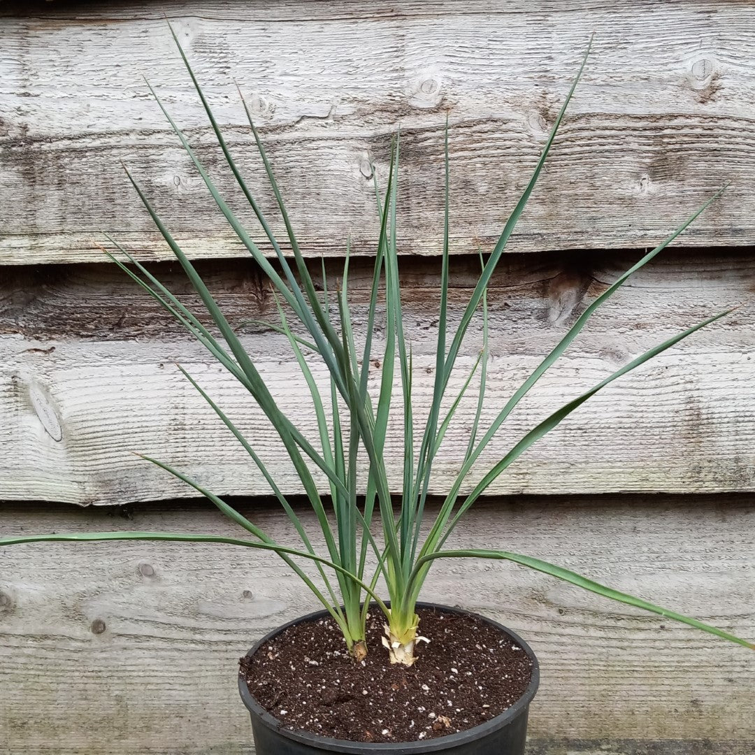 Yucca hybrid: elegantissima x thompsoniana, plant/total 40/60 cm (No. 121)