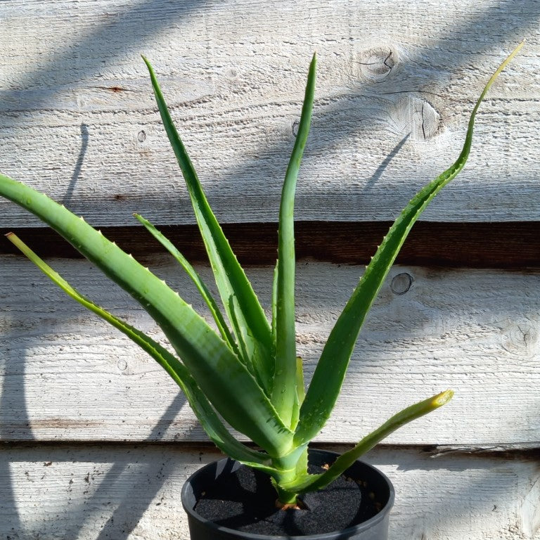 Aloe helenae