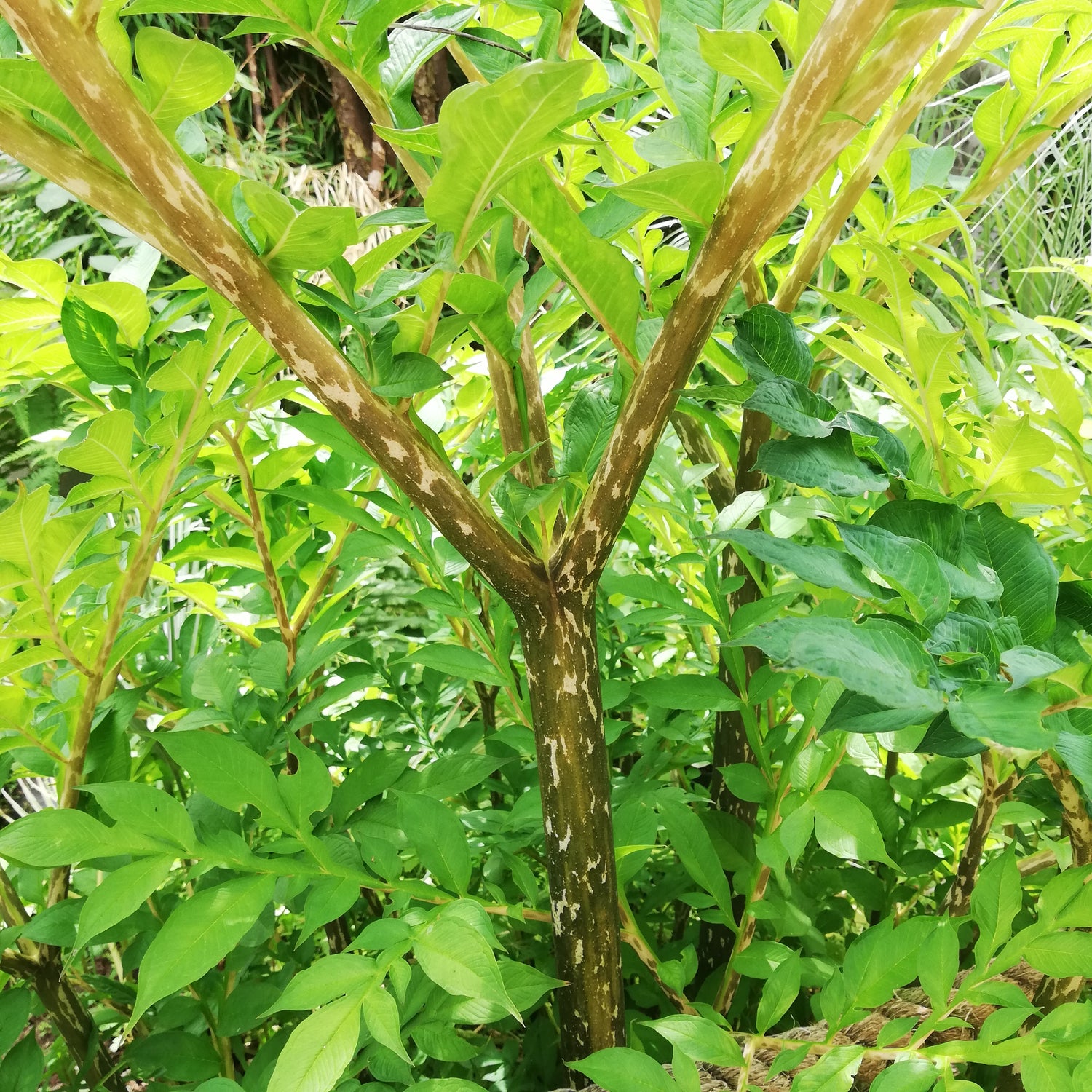 Amorphophallus