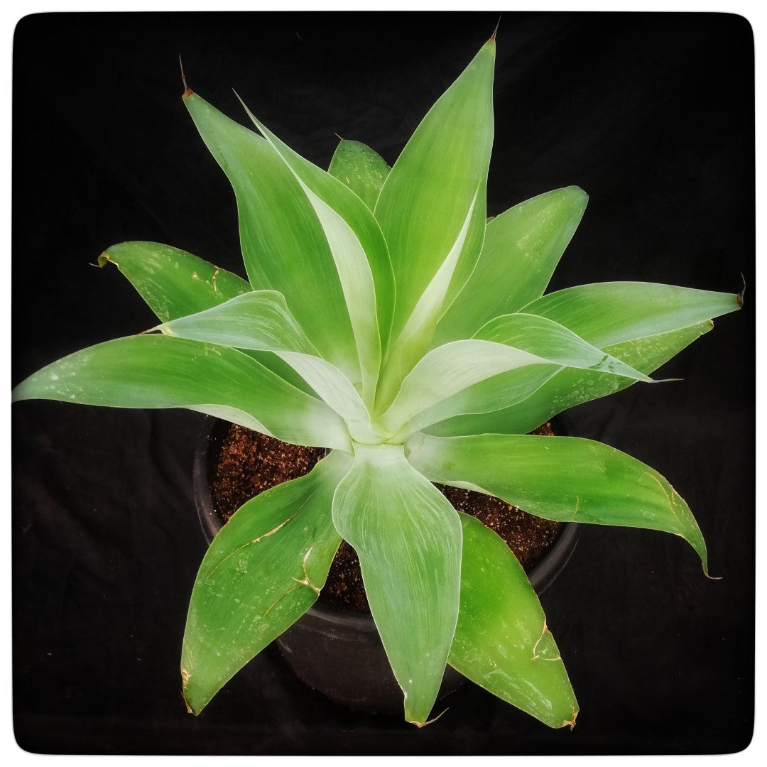 Agave