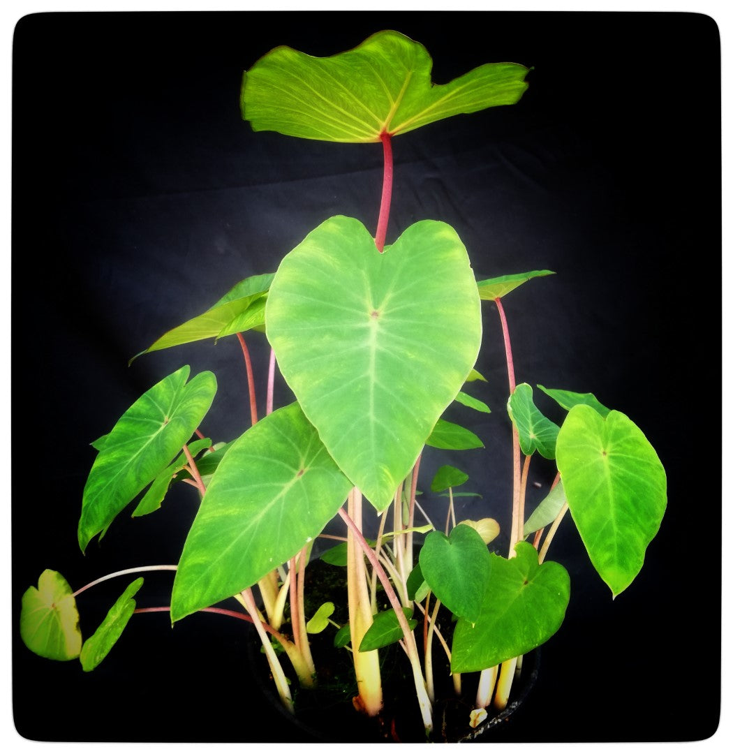 Colocasia