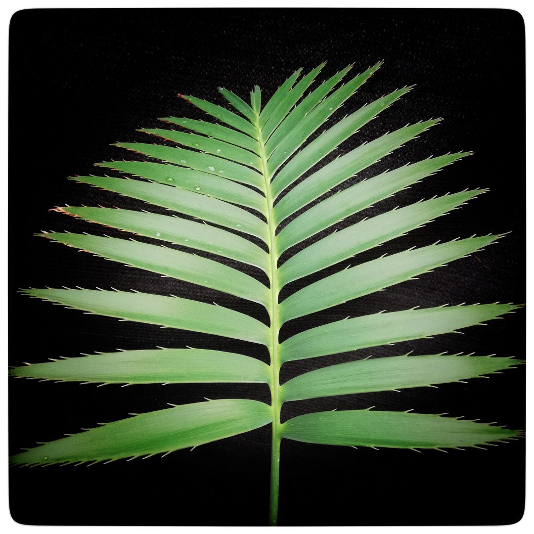 Dioon