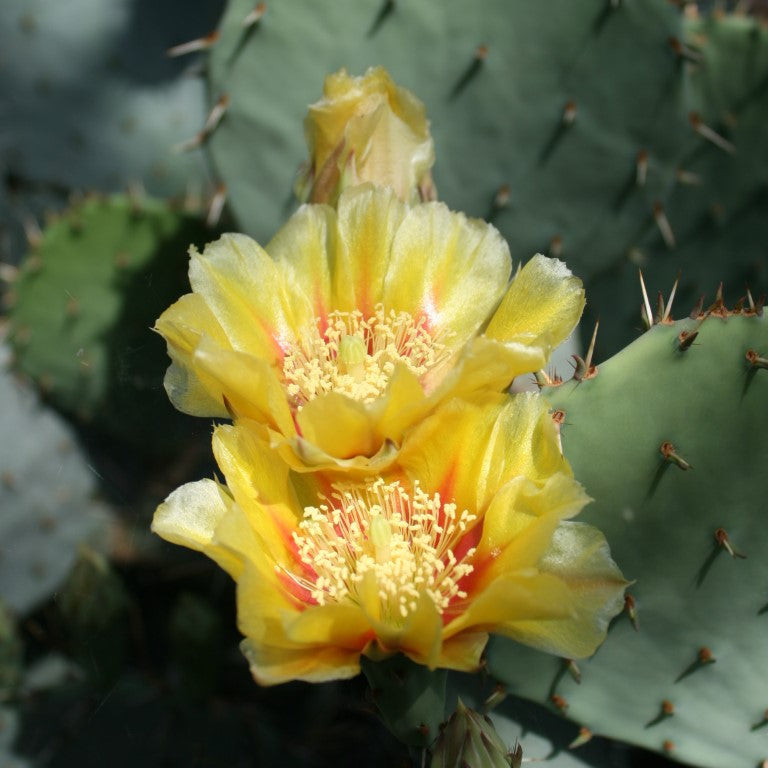 Cactus