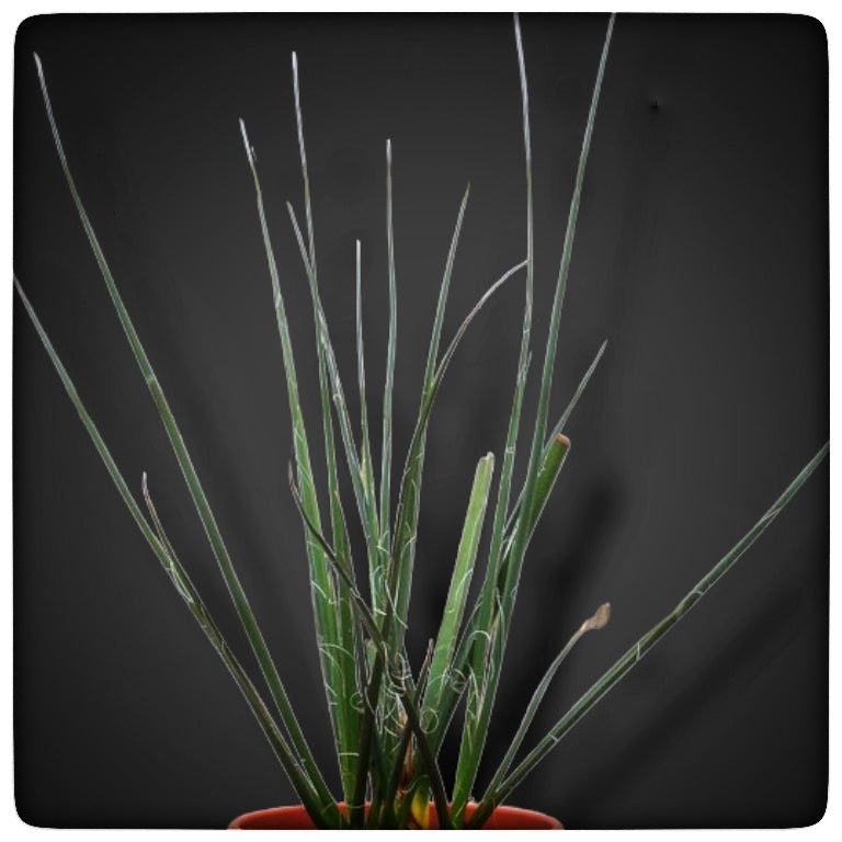Hesperaloe