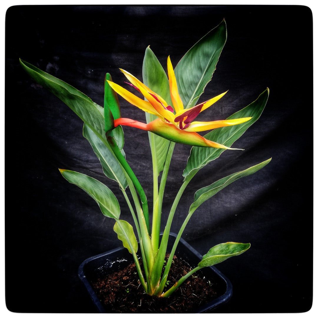 Strelitzia