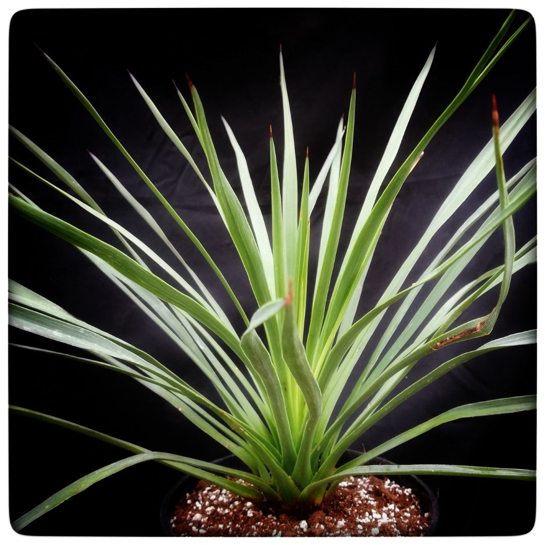 Yucca