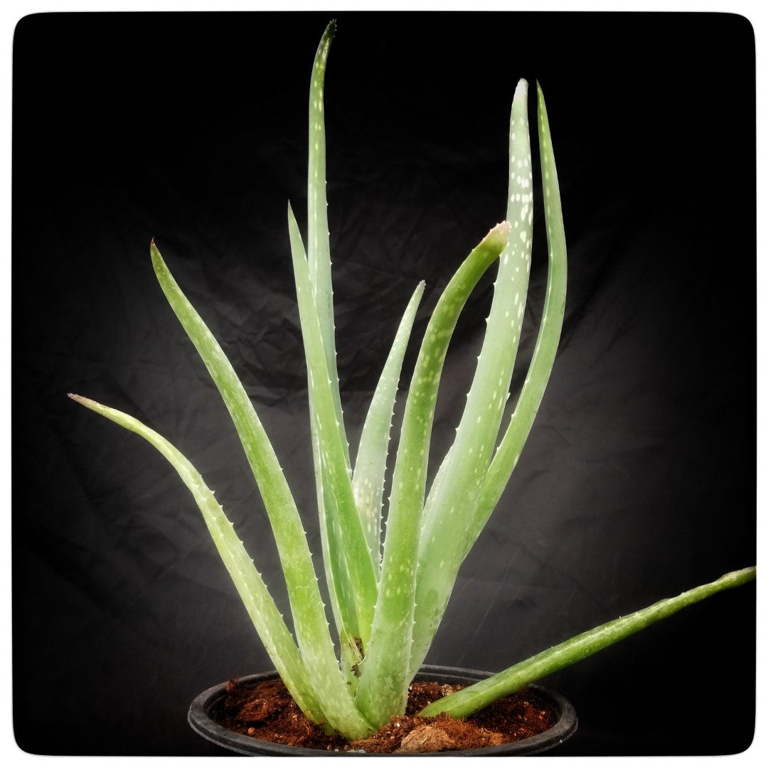 Aloe