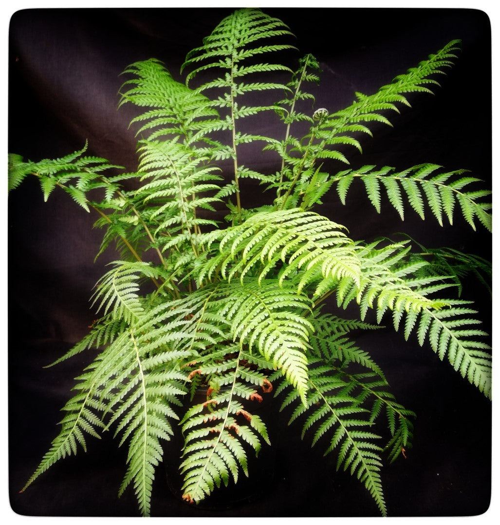 Dicksonia