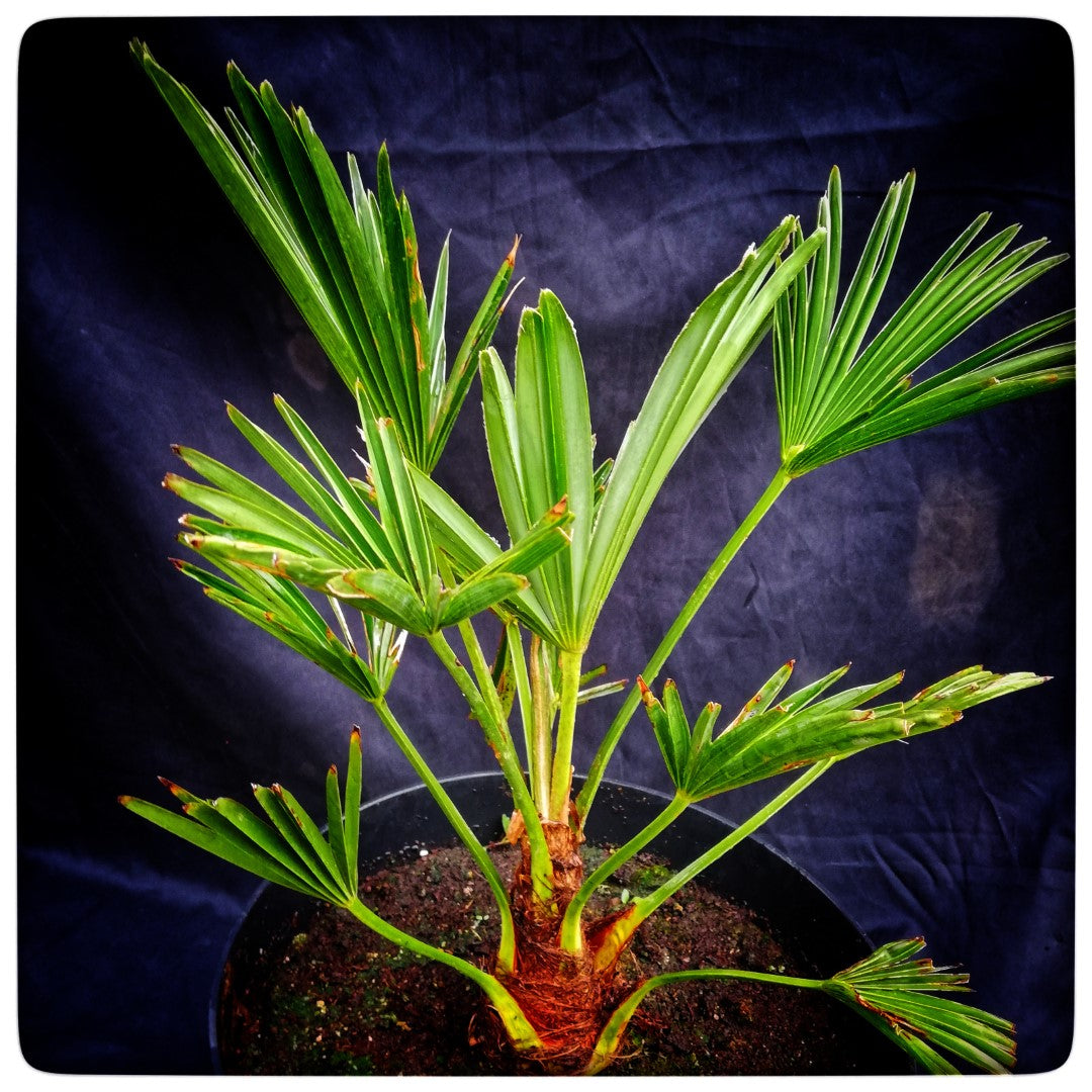 Palm