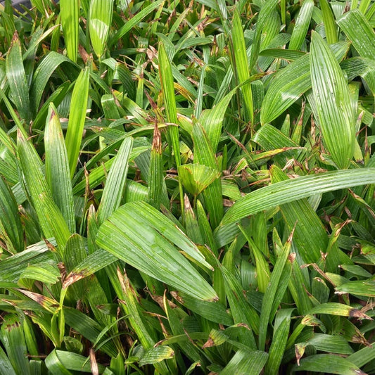 Trachycarpus wagnerianus seedlings, 100 pieces