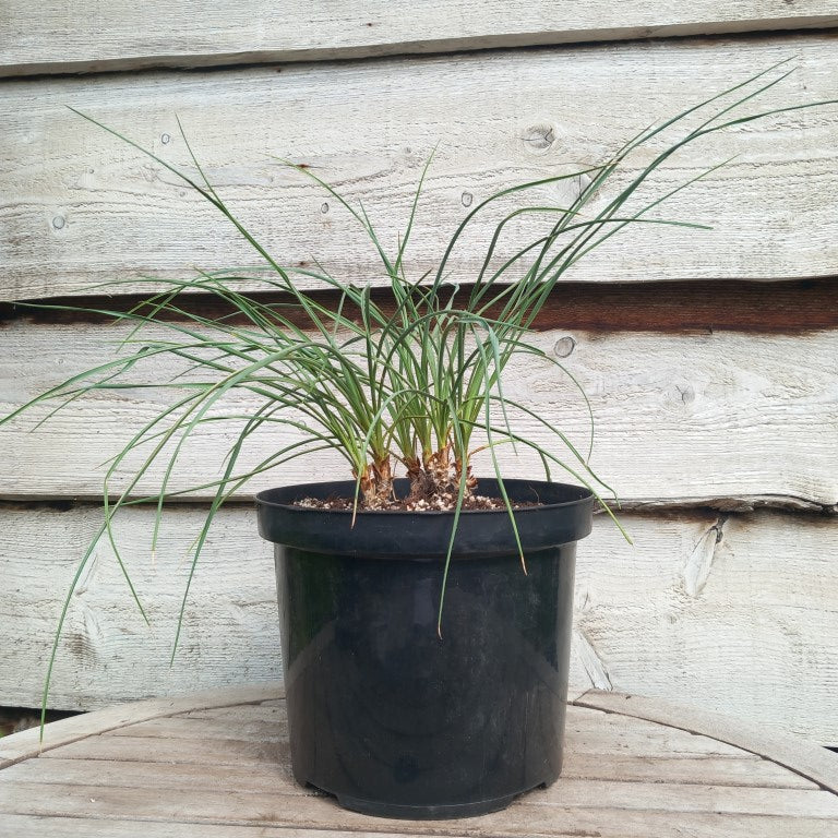 Yucca hybrid (flaccida x glauca) x (flaccida bright edge x glauca)