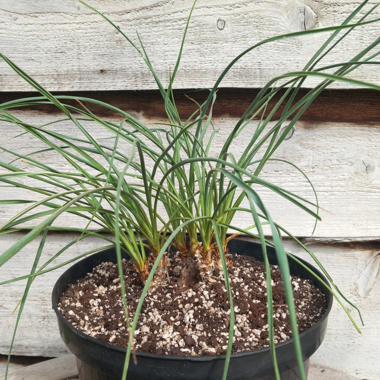 Yucca hybrid (flaccida x glauca) x (flaccida bright edge x glauca)