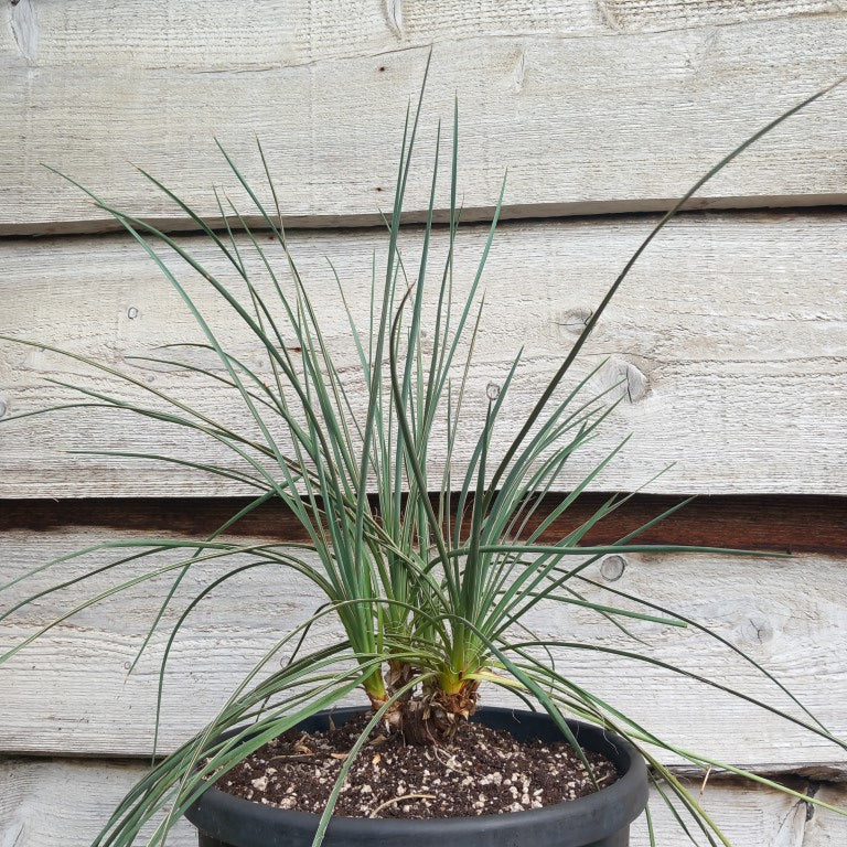 Yucca hybrid: (glauca x flaccida) x glauca grandis