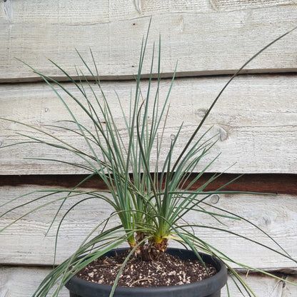 Yucca hybrid: (glauca x flaccida) x glauca grandis