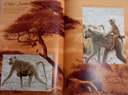 Fotoboek Amboseli National Park in Kenia