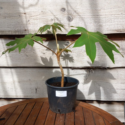 Tetrapanax papyrifera total 50 cm