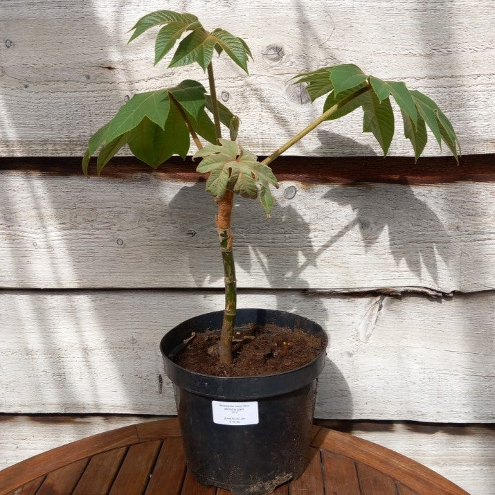 Tetrapanax papyrifera total 50 cm