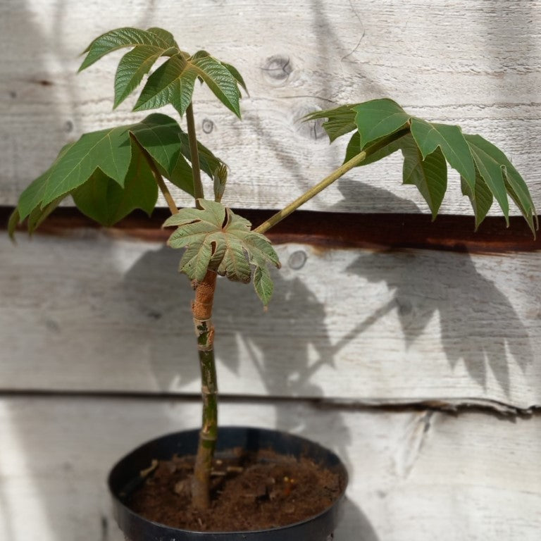 Tetrapanax papyrifera total 50 cm