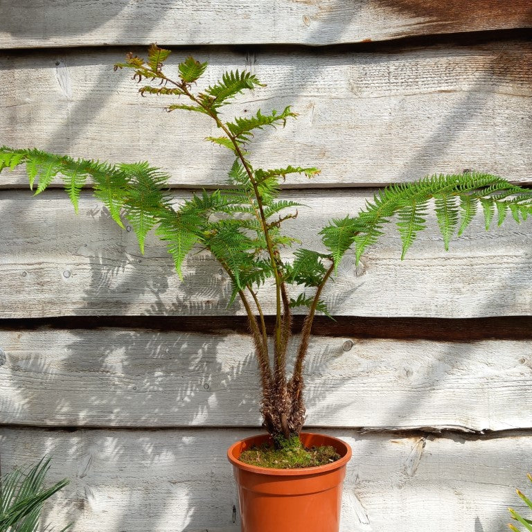 Cyathea cooperi, stem 10 cm, total 100 cm (No. 1)