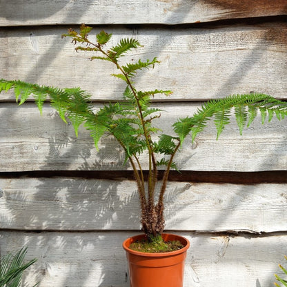 Cyathea cooperi, stem 10 cm, total 100 cm (No. 1)