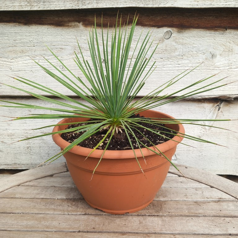 Yucca linearifolia