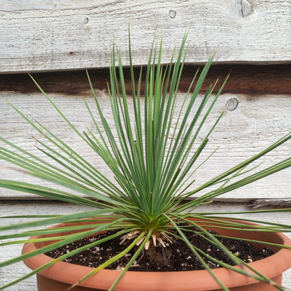 Yucca linearifolia