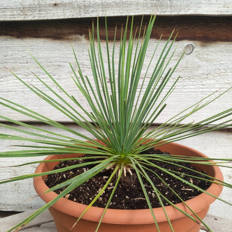 Yucca linearifolia