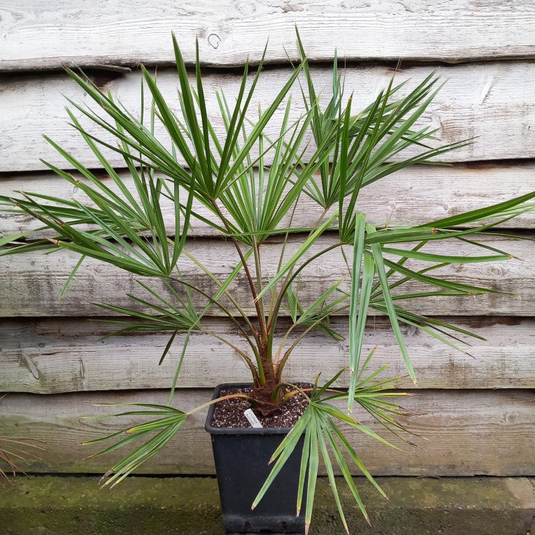 Livistona australis, Kohlpalme