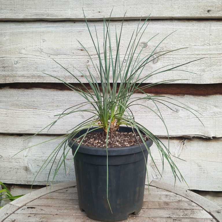Yucca hybrid: (glauca x flaccida) x glauca grandis