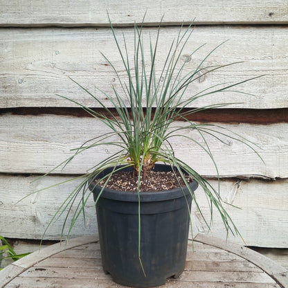 Yucca hybrid: (glauca x flaccida) x glauca grandis
