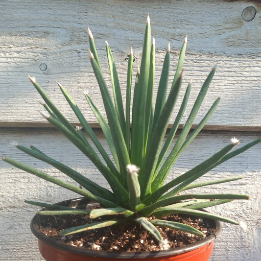 Agave albopilosa, diam. 20 cm
