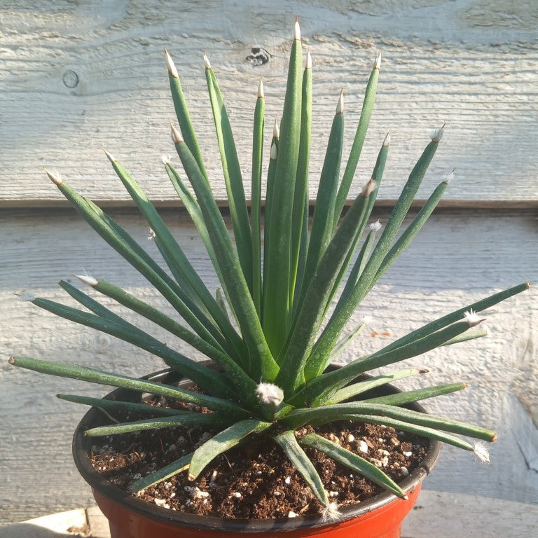 Agave albopilosa, diam. 20 cm