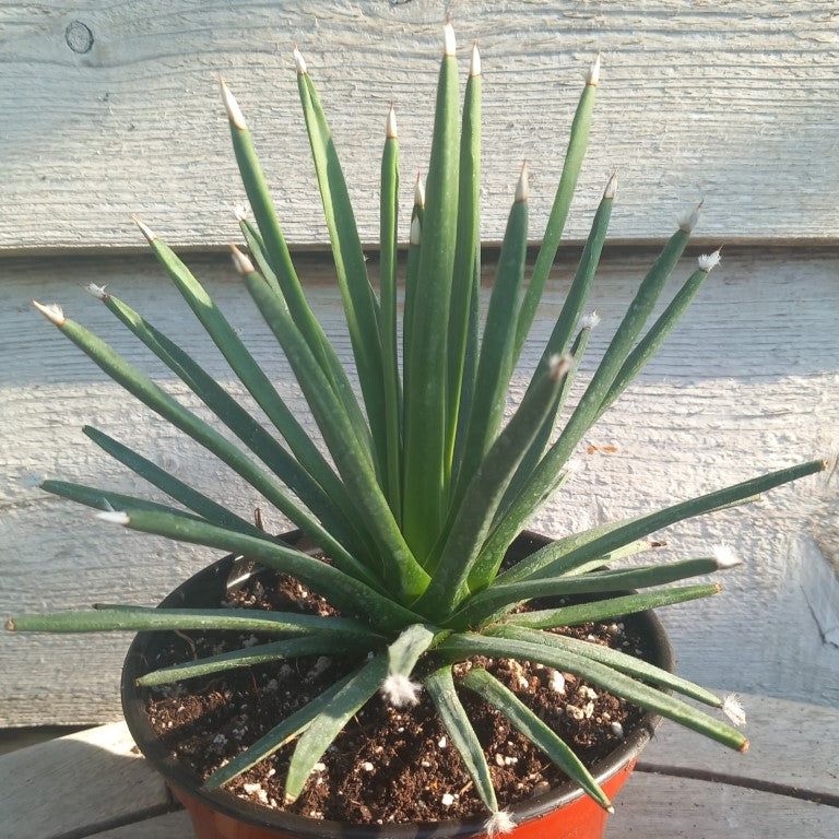 Agave albopilosa, diam. 20 cm