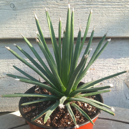 Agave albopilosa, diam. 20 cm