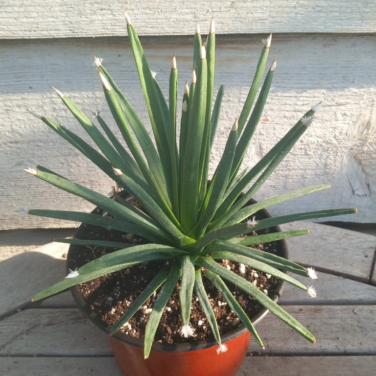 Agave albopilosa, diam. 20 cm