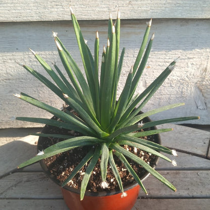 Agave albopilosa, diam. 20 cm