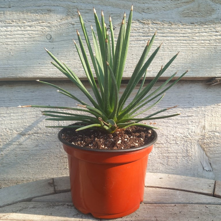 Agave albopilosa, diam. 25 cm