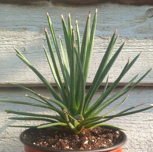 Agave albopilosa, diam. 25 cm