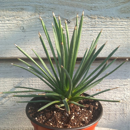 Agave albopilosa, diam. 25 cm