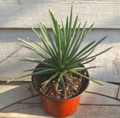 Agave albopilosa, diam. 25 cm