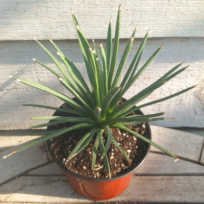Agave albopilosa, diam. 25 cm