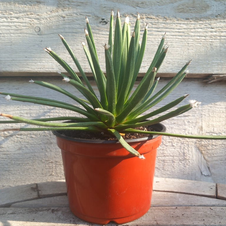 Agave albopilosa, diam. 30 cm