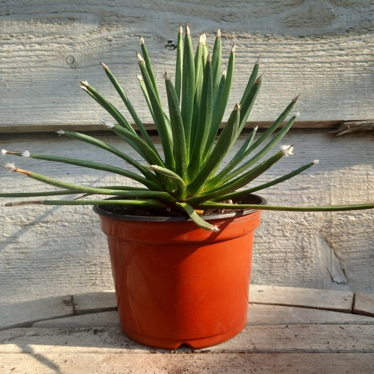 Agave albopilosa, diam. 30 cm